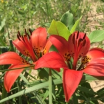 Photo of wild lillies in the dunes